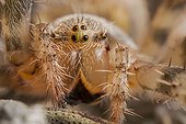 Portrait of Cross orb spider female France