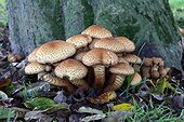 Shaggy scalycaps in undergrowth