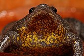 Flashy Narrow-mouth Frog Savanne de Matiti French Guiana ; edge of the forest