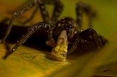 Giant Fishing Spider eating a Treefrog French Guiana