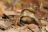 Cane Toad blind Savanne Matiti French Guiana