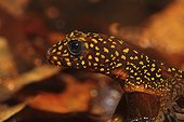 Portrait of Annulated Gecko Creek Patawa French Guiana 