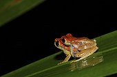 Tree-Frog mating Creek Patawa French Guiana ; near a temporary pond