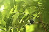 Batara on a branch Savannah Matiti French Guiana