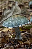 Peppery Roundhead  enmark 