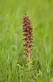 Knapweed Broomrape Mandehoved Stevns Denmark