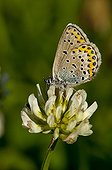 Idas Blue on flower Denmark