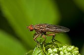 Dun fly on flowers Denmark