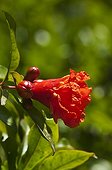 Flower of Pomegranate Samos Greece 