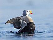 Male King Eider stretching on water Norway