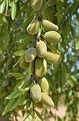 Almonds on the tree Aragon Spain 