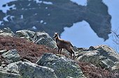 Young Chamois in the rocks and blueberry Pyrenees France 