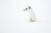 Ermine in wintry livery in snow Bavaria Germany