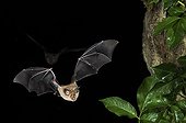 Greater Horseshoe bat flying at night Bulgaria 