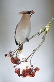 Bohemian Waxwing eating a berry from Rowan Bavaria Germany ; Winter invasion of Siberia