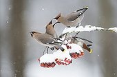 Bohemian Waxwing eating a berry from Rowan Bavaria Germany ; Winter invasion of Siberia