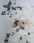 Bohemian Waxwing eating a berry from Privet Bavaria Germany ; Winter invasion of Siberia