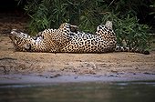 Jaguar lying on his back on the bank Pantanal Brazil 