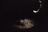 Suivi scientifique nocturne d'Oryctéropes Afrique du Sud ; suivi nocturne quotidien dans le cadre d'un programme de recherche (et autoportrait). Les animaux ont été habitués à l'homme et y sont devenus totalement indifférents.