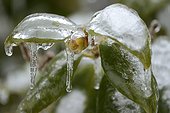 Common pear leaves and bud covered with ice Belfort