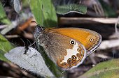 Moroccan Pearly Heath on a leaf Aboda Klint Sweden