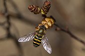 Female Hoverfly on a catkin Denmark