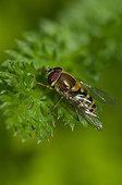 Male Hoverfly on a leaf Denmark