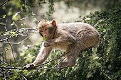 Young Barbary Macaque Foret cedar Arzu Morocco 