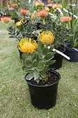 Pincushions 'arnival yellow' in bloom
