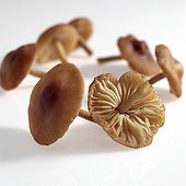 Fairy Ring Mushroom