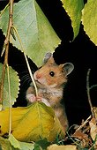 Domestic Golden Hamster - Asia