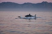 Cape fur seal Great white shark Sunrise - South Africa