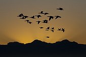 Cape Cormorant Sunset - South Africa