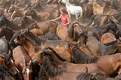 Herding Horses Rapa das bestas Galicia Spain