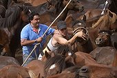 Herding Horses Rapa das bestas Galicia Spain ; Capture horses