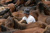 Herding Horses Rapa das bestas Galicia Spain ; Capture horses
