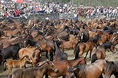 Herding Horses Rapa das bestas Galicia Spain ; Wild horses entering the corral for capture, tagging, disinfection, care, mane and tail size.