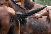 Size of the horses' tails Rapa das bestas Galicia  ; Wild Horse