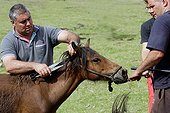 Size of the mane of a foal Rapa das bestas Galicia  ; Wild Horse