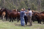 Negotiation between buyer and breeder Rapa das bestas Galicia ; Wild horses captured before being released 