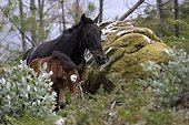 Wild horses in the mountains Rapa das bestas Galicia Spain ; Horses released after marking and care