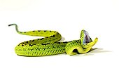 Yellow-blotched palm Pitviper on with background