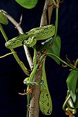 Yellow-blotched palm Pitviper on a branch