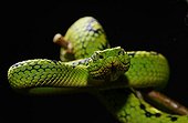 Yellow-blotched palm Pitviper on a branch