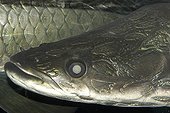 Arapaima ; Arapaima or pirarucu face detail, Arapaima gigas; largest freshwater fish, naturally occurs in the Amazon river basin, mainly in Brazil; photo taken in captivity.