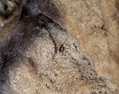 Sedimentary rock Sheep tick ; Sheep Tick; Ixodes ricinus, on Almondinha cave, Central Portugal