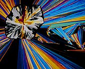 Portugal ; Citric acid crystals photomicrography with polarized light. Portugal