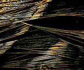 Portugal ; Salicylic acid crystals photomicrography with polarized light. Portugal