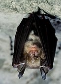 Greater Horseshoe Bat - Portugal ; Greater horseshoe bat, Rhinolophus ferrumequinum, on cave ceiling. Portugal