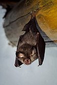 Greater Horseshoe Bat - Portugal ; Greater horseshoe bat, Rhinolophus ferrumequinum, on loft ceiling. Portugal